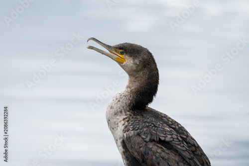 Cormorant, Phalacrocorax carbo, portrait of a bird