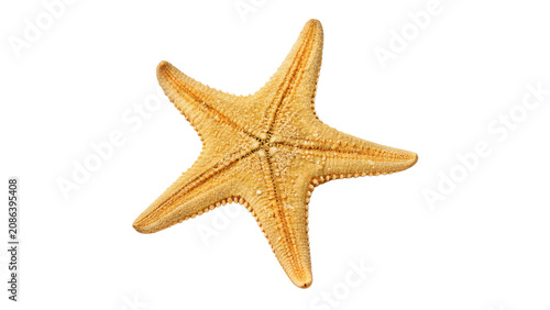 Beautiful textured natural orange ocean starfish isolated on transparent background cut out