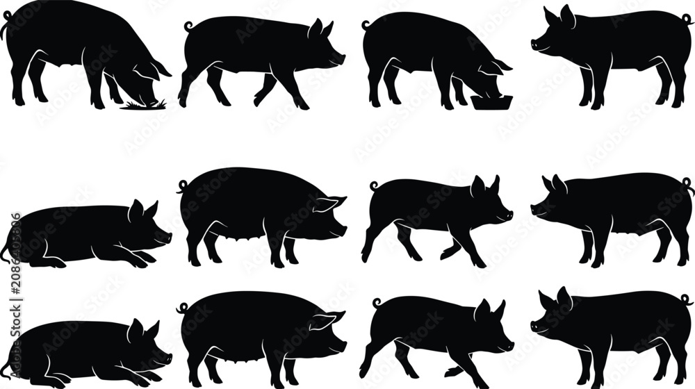 Obraz premium Pig Silhouette Collection with Standing, Walking, Grazing, Feeding and Resting Farm Pig Vector Set