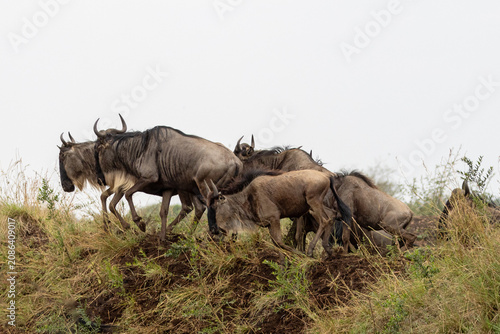 Photography Herd of Blue Wildebeest Migrating and Scrambling Up a Grassy Hillside in the Mas