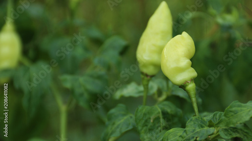 Vászonkép White cayenne pepper (Capsicum frutescens) or cabe rawit
