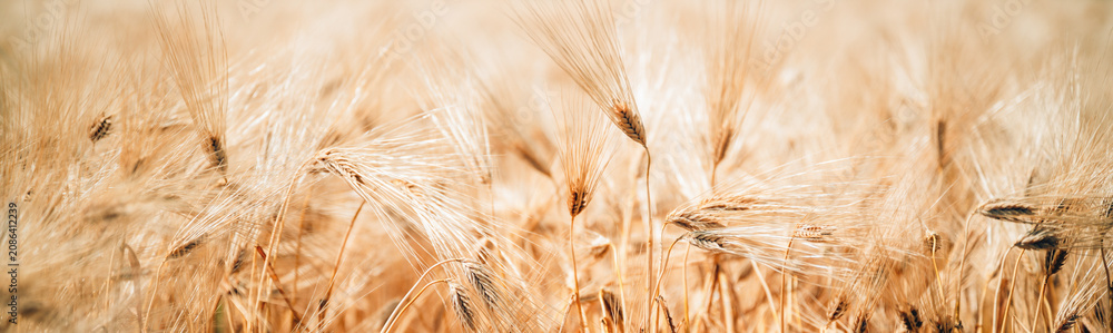 Fototapeta premium Golden barley heads fill a sunlit field, captured close-up with warm tones and soft motion suggesting summer harvest, rural landscape, and agricultural abundance.