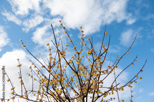 Yellow wintersweet blossoms blooming against a blue sky