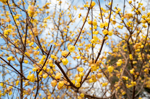 Close-up of vibrant yellow wintersweet blossoms on tangled branches