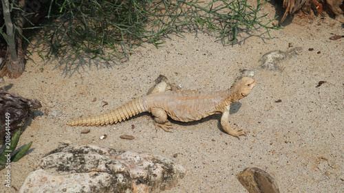 Photos a spiny-tailed lizard walking across sandy ground, its pale, scaly body and long, ridged tail clearly visible