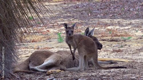 Australian Kangaroo with Joey in Pouch Standing on Grass in Zoo Park Natural Wildlife Animal Scene