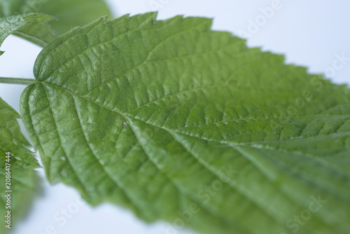 Obraz na plátně Macro close-up of fresh green, jagged leaves with visible veins on a light background