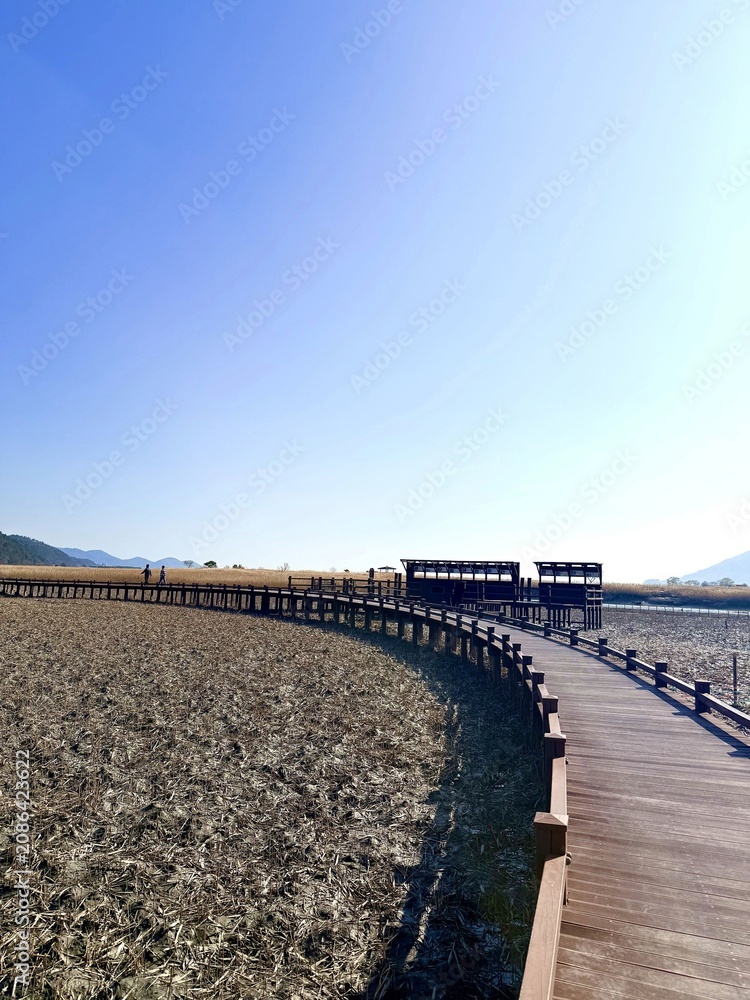 Fototapeta premium Long curved wooden boardwalk winding through a vast mudflat and dry reed wetland under a clear blue sky at Suncheon Bay
