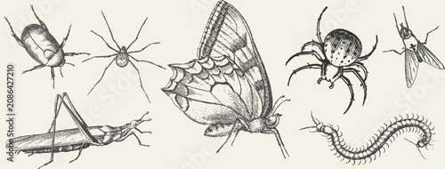 Foto Vintage stipple illustration set of diverse insects including butterfly, spider,