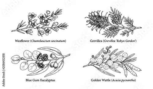 Hand Drawn Australian Native Flowers Vector Set with Waxflower Eucalyptus Grevillea and Wattle