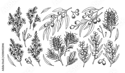 Australian Native Plant Botanical Vector Bundle with Waxflower Grevillea Eucalyptus and Wattle