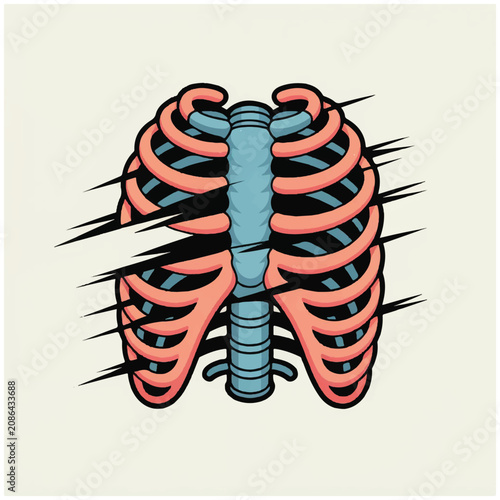 Ribcage and spine anatomy illustration.