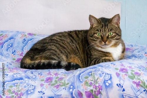A gray cat with black stripes and green eyes lies on a bed with patterned sheets, looking intently at the camera. A light wall is in the background.