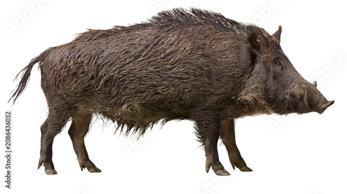 Fotografía Wild boar with shaggy brown fur and tusks