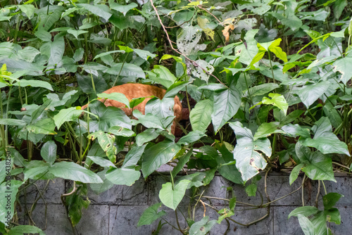 Bild auf Leinwand Cat hiding among dense green plants outdoors