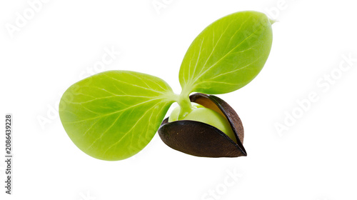 Foto Green sprout emerging from dark seed shell, two leaves unfurling