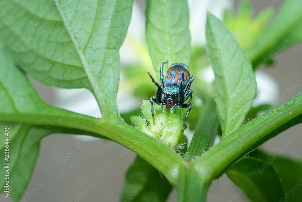 Fototapeta premium Colorful jumping spider on green plant leaf with natural background, close up macro photography showing detailed texture and vibrant colors