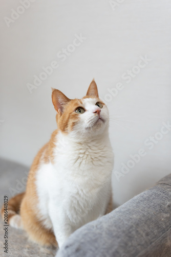 座って見つめる可愛い猫　茶トラ白