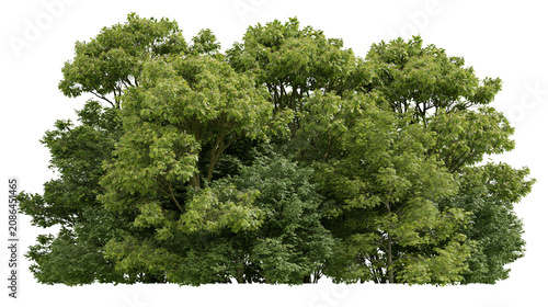 Schilderij op canvas Dense green foliage of deciduous trees in summer