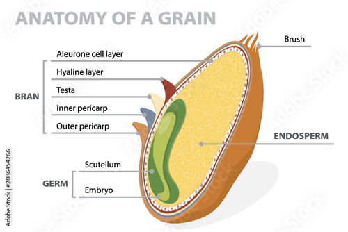 Fotografie Grain anatomical layers diagram with bran, endosperm and germ