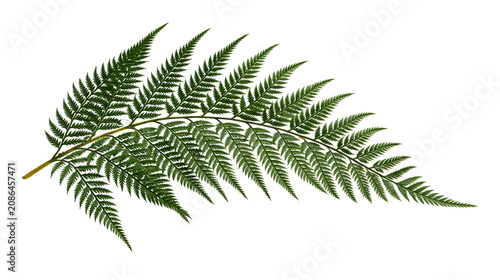 Foto Green fern frond with delicate leaves