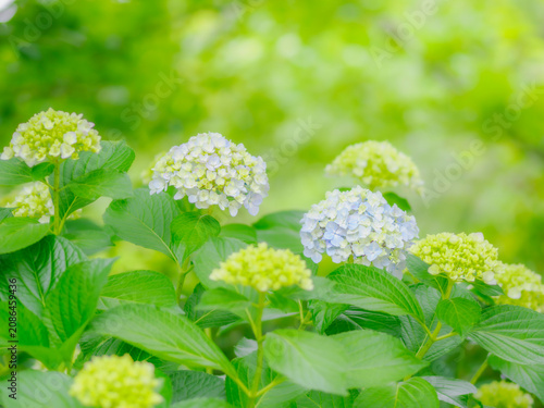 木漏れ日と紫陽花。やさしい爽やかな色合い。梅雨から初夏の公園や花壇を彩るアジサイのある風景。