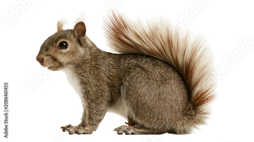 Fotografie Eastern gray squirrel with bushy tail on white