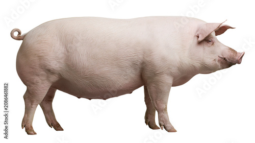 Photography Large pink pig standing profile view