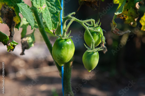 Tableau sur toile Green Unripe Tomato Fruit on a Vine-Growing in a Garden-and a Blue Support