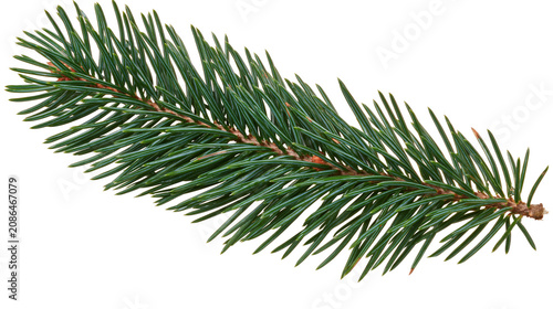 Photos Green pine branch with sharp needles