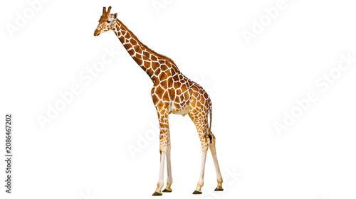 Tableau sur toile Giraffe with distinctive brown and white patterned coat standing