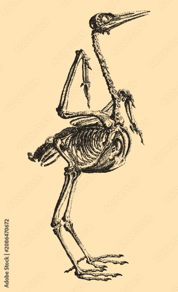 Fototapeta premium Vintage stipple illustration of a crane bird skeleton in profile, detailed anatomical study on beige background