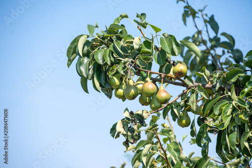 Green pears ripening on a pear tree in a summer orchard
