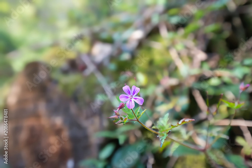 Εκτύπωση καμβά Purple flower of geranium robertianum in the meadow.