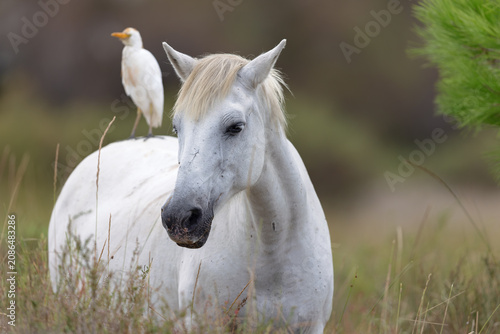 Foto Camargue horse with a cattle egret on the back in the Camargue, France