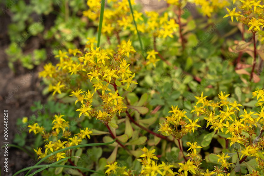 Obraz premium Blooming Garden Park in Beautiful Spring Colors