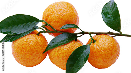 Obraz na płótnie Four ripe tangerines with green leaves on a branch
