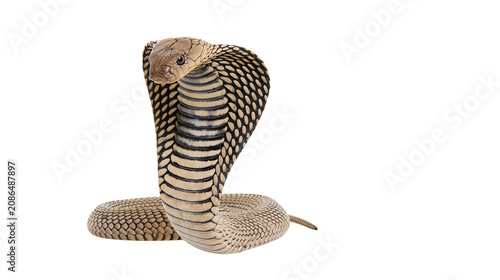 Fotografie King Cobra snake with hood flared, showing intricate scale patterns