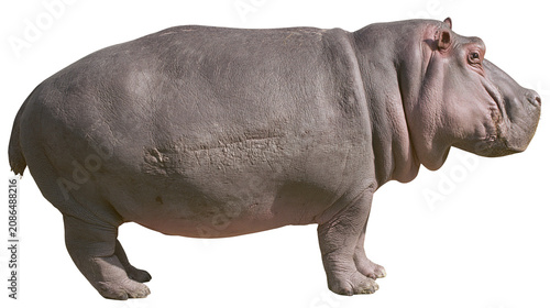 Foto Large hippopotamus standing profile view