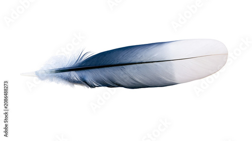 Foto Blue and white bird feather with delicate barbs