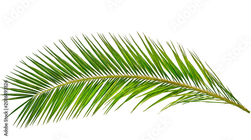 Obraz na plátně Green palm frond with thin leaves and yellow stem