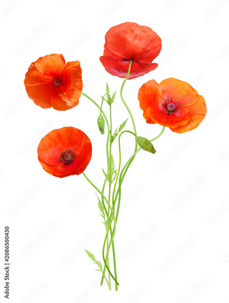 Obraz premium close up of red poppy flowers isolated on transparent background