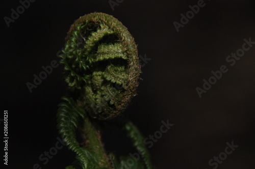 Close-up view of a green fern frond unfurling in a dark forest setting during early morning light