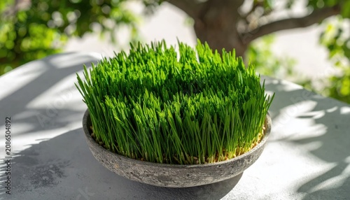 Fresh wheatgrass growing in bowl on grey stone surface.