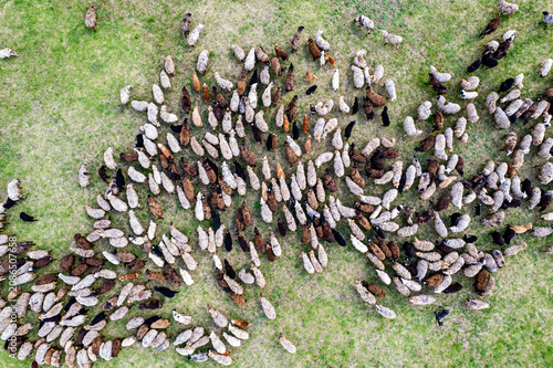 Aerial View of a Large Herd of Sheep Grazing Comfortably on Lush Green Pasture Land