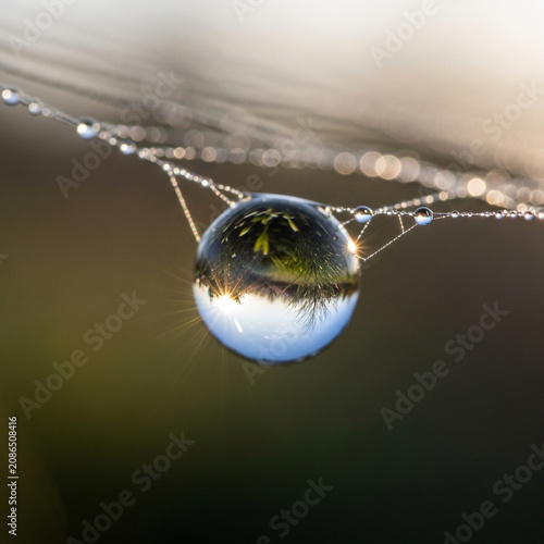Water Droplet on Spider Web with Reflected Nature Scene