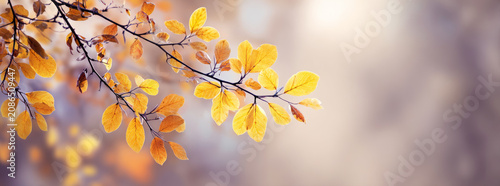 Close-up of bright yellow autumn leaves on a tree branch with a soft, blurred background.