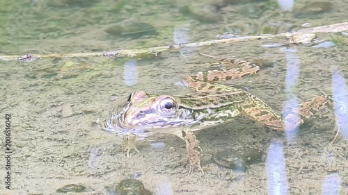 Full Body of Juvenile Bullfrog Resting in Clear Shallow Pond, Static View of Wildlife.4,k
