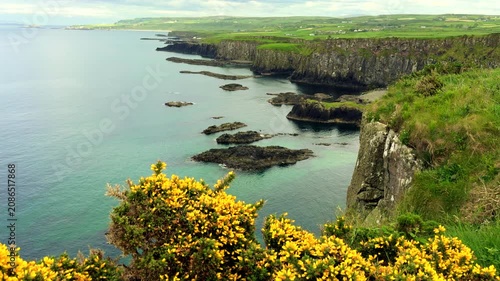 Rugged Northern Ireland coastline near the Giant's Causeway featuring vibrant yellow gorse bushes blooming in the foreground