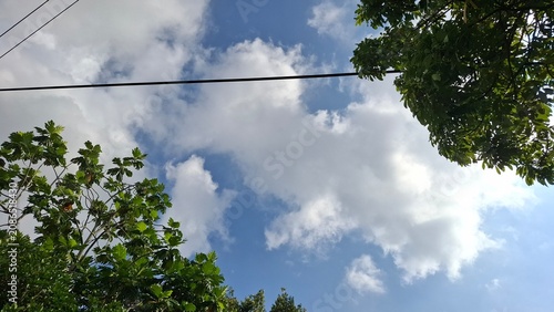 Obraz na płótnie Clouds glimpsed through green leaves from below